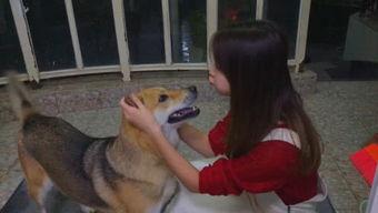 娱乐吃瓜酱小狗看坐在小车里